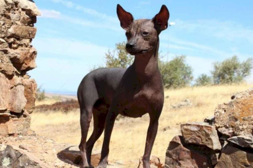 perro-pila-argentino:-descubri-esta-fascinante-raza-canina-autoctona-de-la-argentina