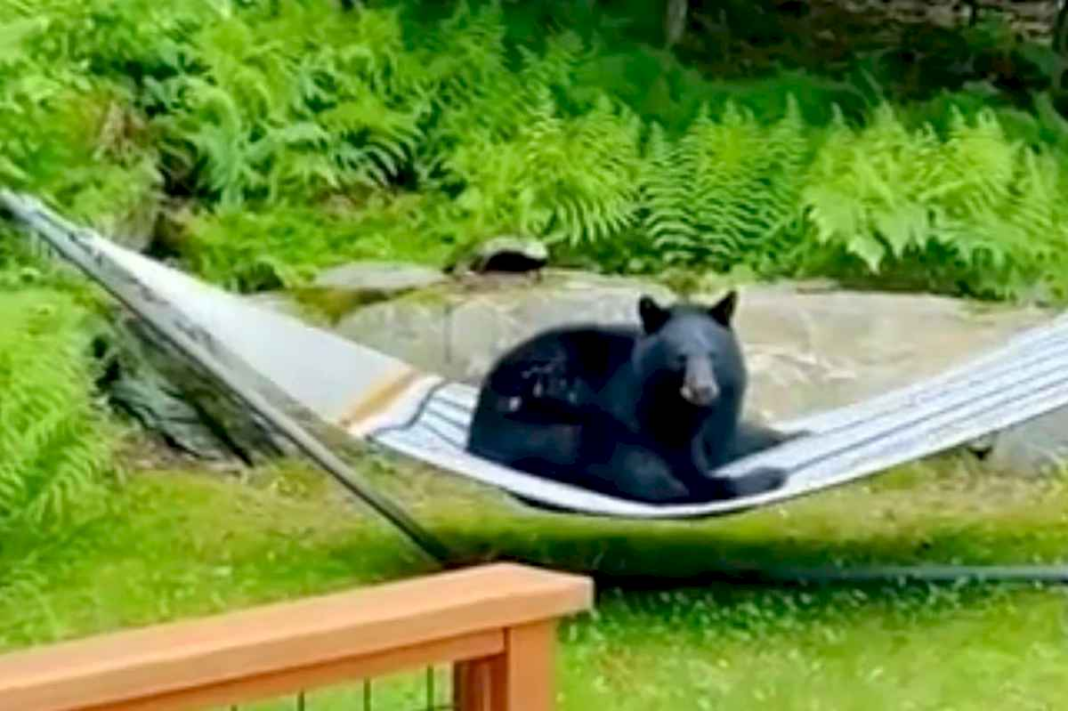 las-imagenes-virales-de-un-oso-tomando-un-descanso-en-una-hamaca-de-una-vivienda