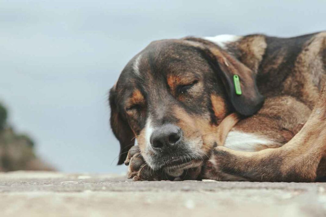 el-lugar-en-el-que-deben-dormir-los-perros,-segun-los-veterinarios