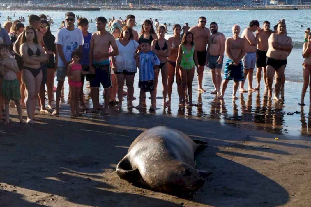 otro-elefante-marino-en-villa-gesell