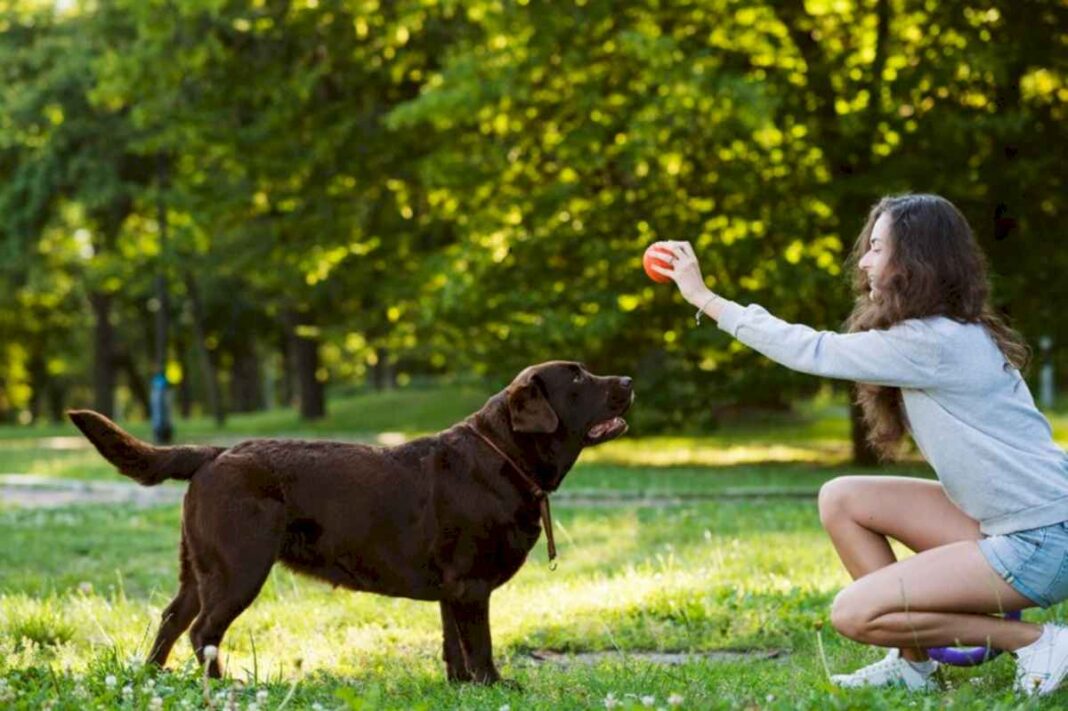 cuando-es-el-mejor-momento-para-ensenarle-habilidades-a-tu-perro,-segun-expertos